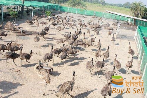 idea99emu-bird-hatcheries-services-500x500.jpg