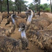 idea99emu-birds-250x250.jpg