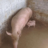 idea99female-farm-pig-500x500.jpg