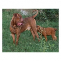 idea99french-mastiff-dog-250x250.jpg