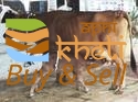 idea99gir-cows-125x125.jpg