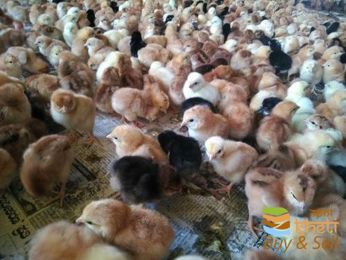 idea99guinea-live-chicken-500x500.jpg