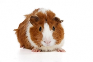 idea99guinea-pigs-500x500.jpg