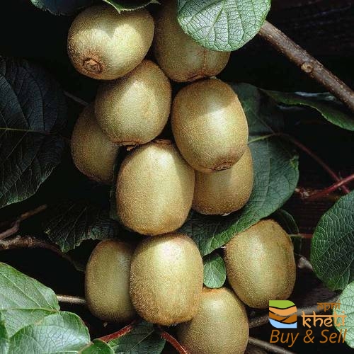 idea99hawrawd-kiwi-plant-500x500.jpg