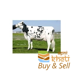 idea99hf-cow-250x250.jpg