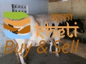 idea99hf-cows-125x125.jpg