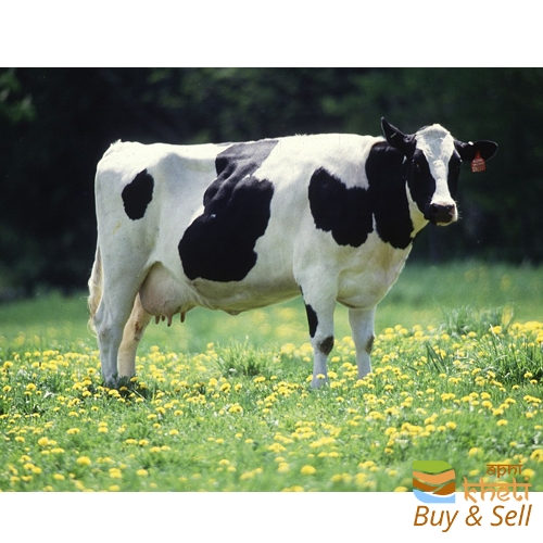 idea99indian-cow-500x500.png