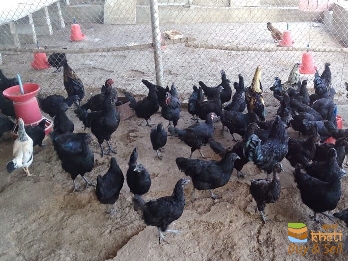 idea99kadaknath-poultry_7985.jpg