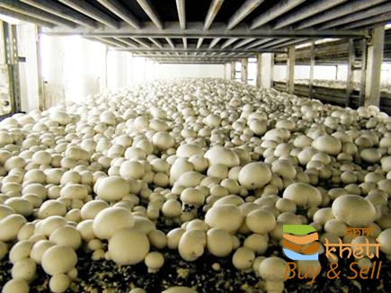 idea99mushroom_farming_20171229_14178_29_12_2017.jpg