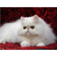 idea99persian-cat-500x500.jpg