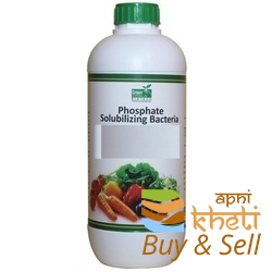idea99phosphate-solubilizing-bacteria-28phosco-29-250x250.jpg