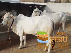 idea99rathi-cow-250x250.jpg