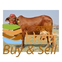 idea99sahiwal-cow-125x125.jpg