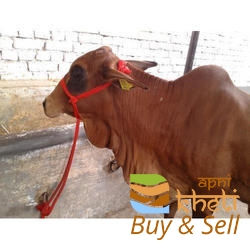idea99sahiwal-cow-250x250.jpg