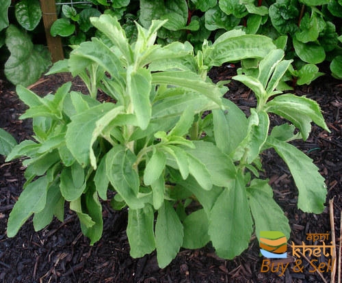idea99stevia-plants-500x500.jpg