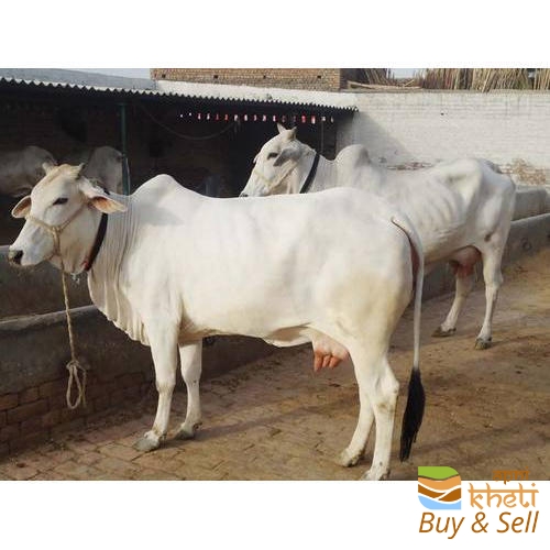 idea99tharparkar-cow-500x500.jpg