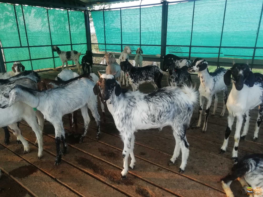 idea99tini-goats-sowdarpatti-madurai-goat-farming-1slksf2vdc.jpg