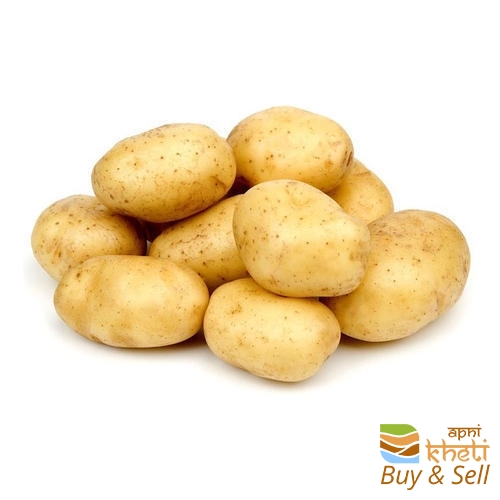 pukhraj-potato-500x500.jpg