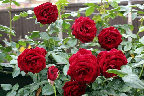 Rose Cultivation in Punjab