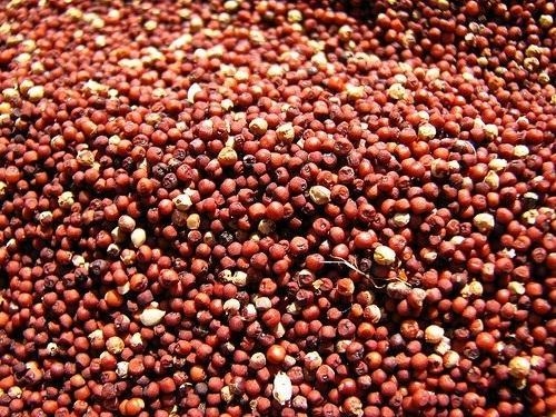 kuthiraivali-arisi-500x500.jpg kuthiraivali-arisi-500x500.jpg