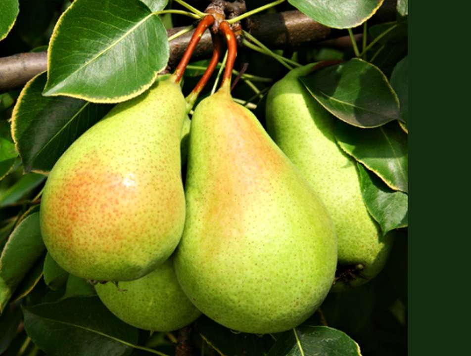 Pear Farming Punjab