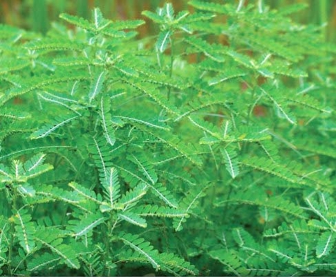 BHUMI AMALAKI.jpg