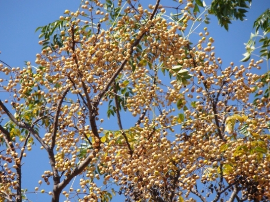 Drek Cultivation Punjab