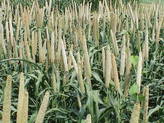 Grain_millet,_early_grain_fill,_Tifton,_7-3-02.jpg