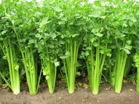 Celery Crop Production