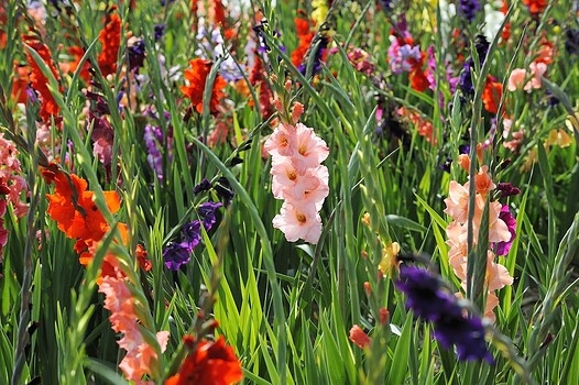 Gladiolus Crop