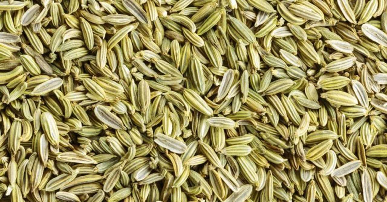 Fennel Cultivation