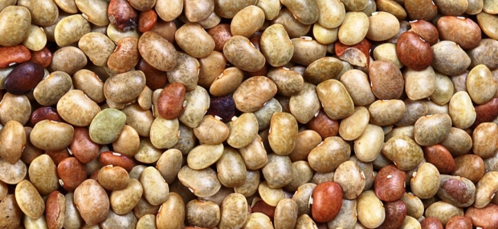 Horse Gram Rajasthan Crop