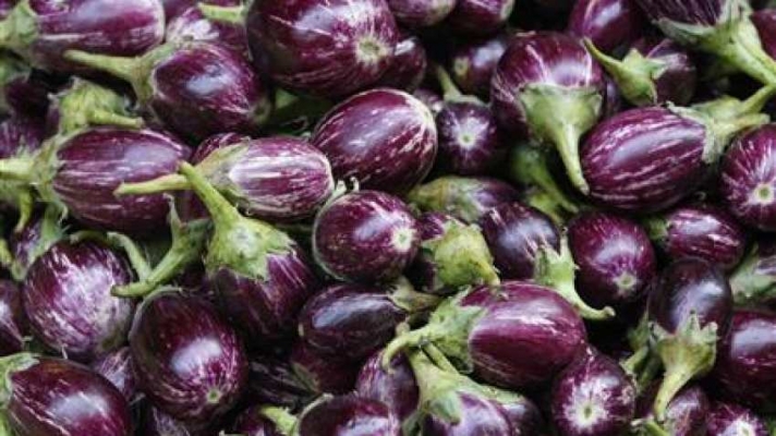 Bt-Brinjal.jpg