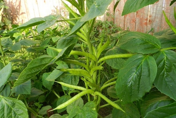 Guar Crop Cultivation