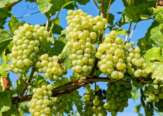 green-grapes.jpg