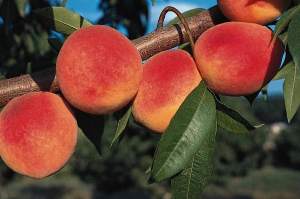 Peach Information