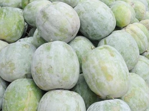 Ash-Gourd1.jpg