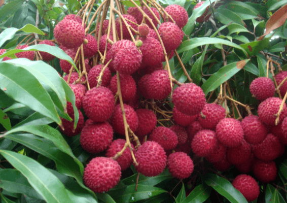 Litchi-Fruit-Tree..png Litchi-Fruit-Tree..png