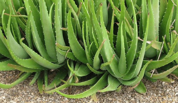 Aloe Vera Crop