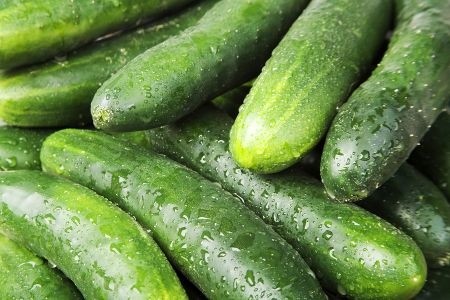 Cucumber Crop Plantation