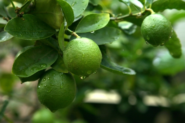 Lime Crop Information