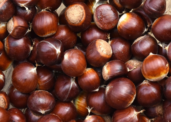 CHESTNUT.jpeg