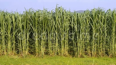 Bajra Crop Production Punjab