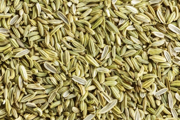 fennel.jpg