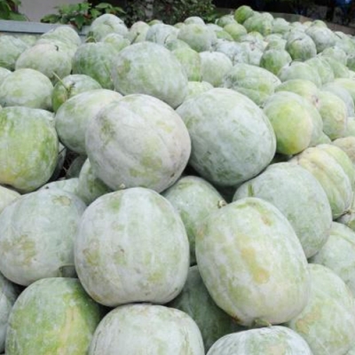 Ash-Gourd1.jpg Ash-Gourd1.jpg