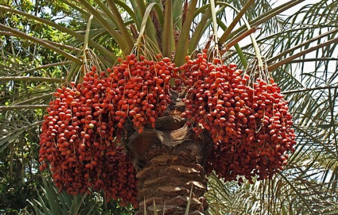Date Palm Cultivation in Punjab