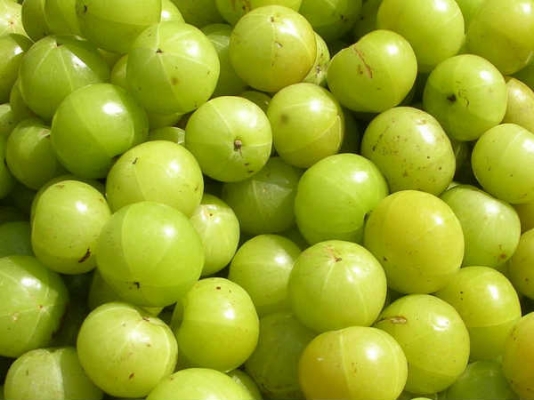 Amla crop