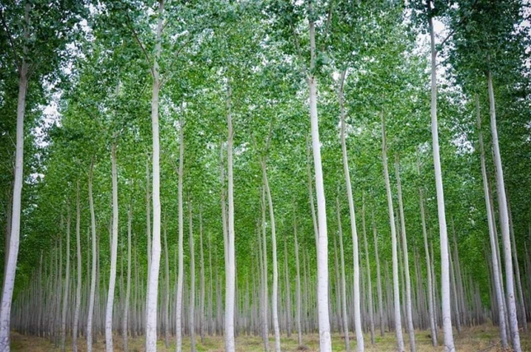 Eucalyptus Plantation