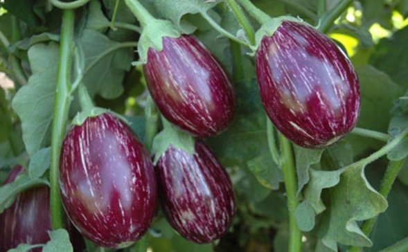 Brinjal Crop Farming