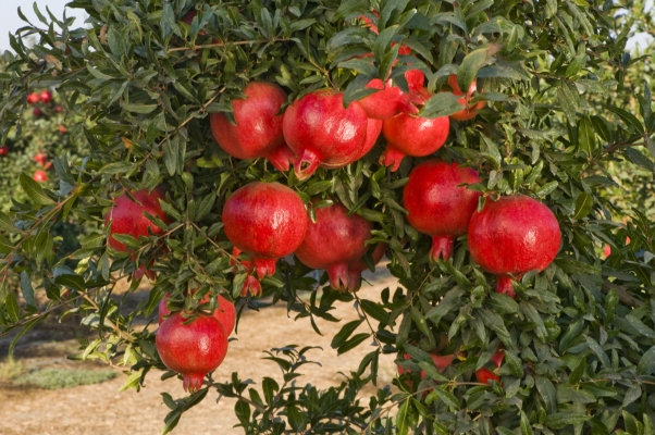 37_pomegranate.jpg